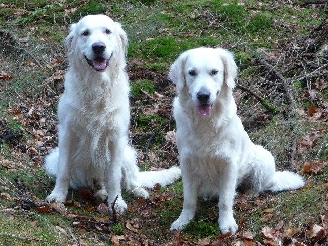 Links Balou rechts Hannie